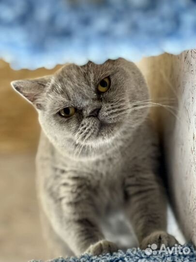 Британская кошка бесплатно в добрые руки