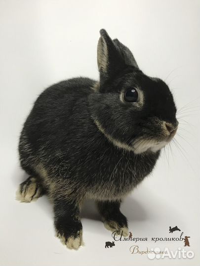 Карликовый кролик самочка