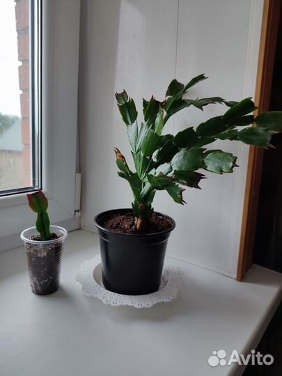 Декабрист шлюмбергера Самба бразиль