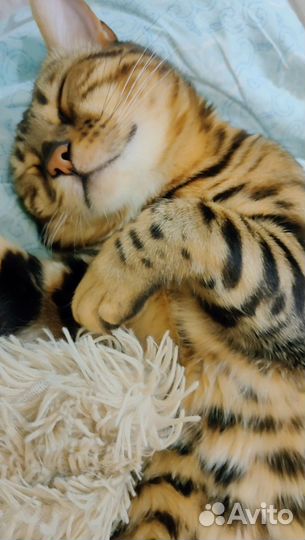 Бенгальская