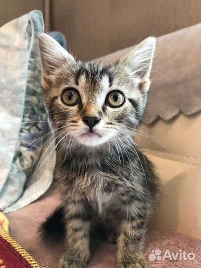 Котенок, над которым издевались, ищет дом