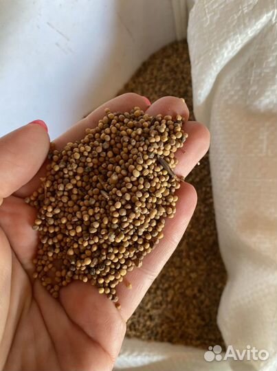 Семена горчицы 2 сорт