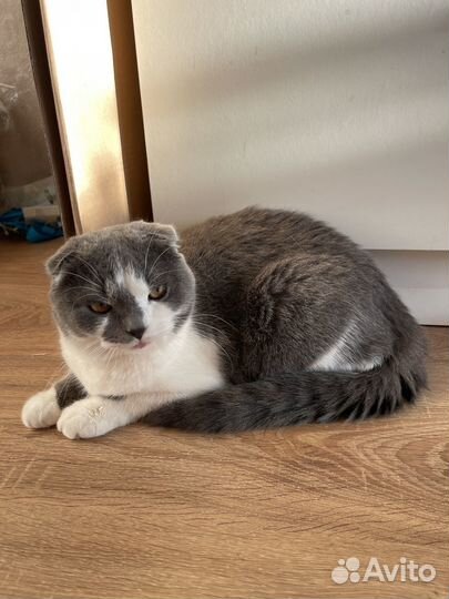 Котенок шотландский вислоухий