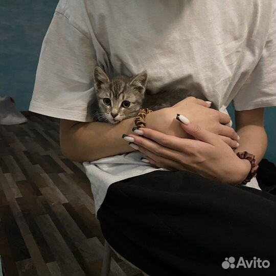 Ласковый котёнок В добрые руки