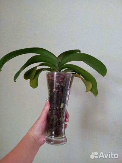 Орхидея Мара и Чёрные полосы