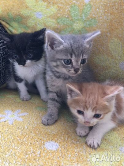 Котята