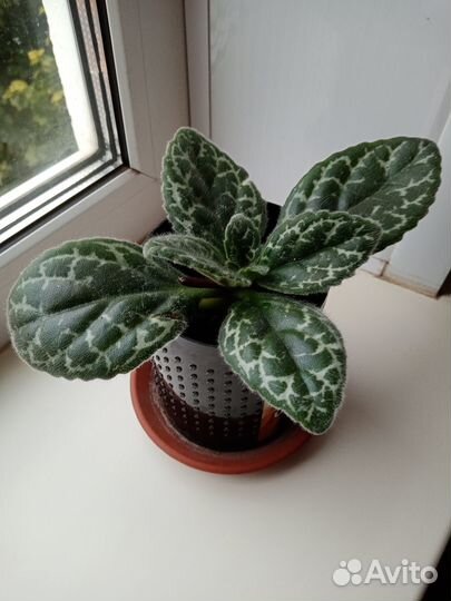 Комнатные растения цветы