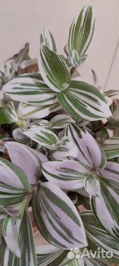 Комнатные растения. Традесканция