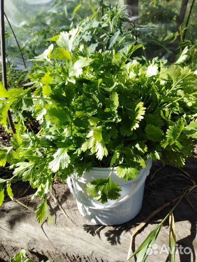 Зелень петрушки, базилика, наборы для засолки