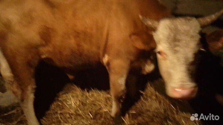 Бык производитель