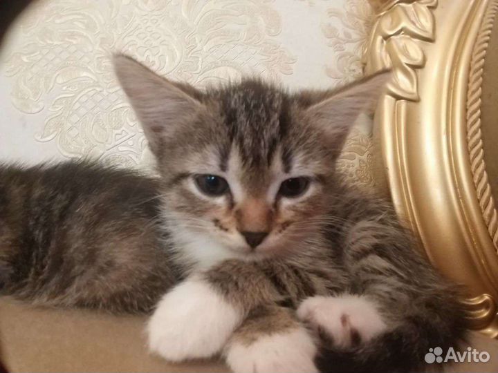 Котятки от породистых родителей)