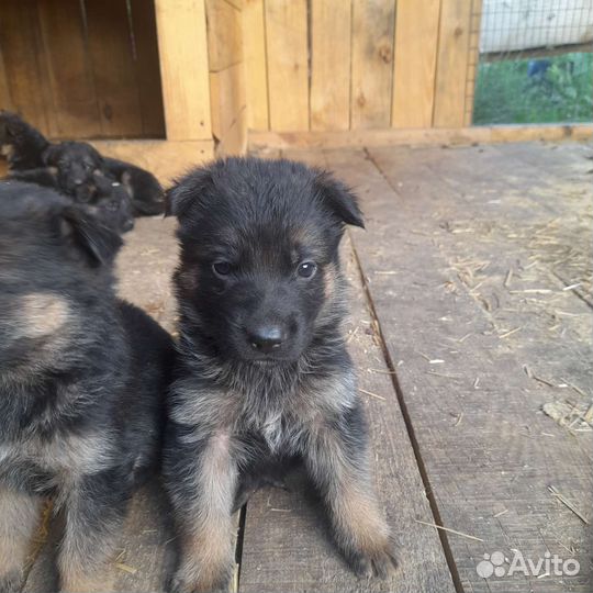 Немецкая овчарка