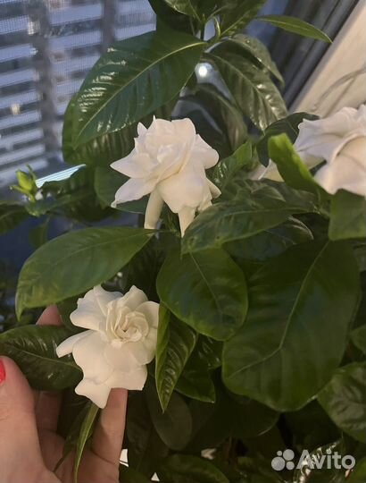 Гардения жасминовидная