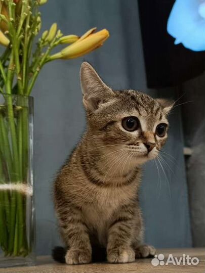 Котенок 2,5 мес, девочка