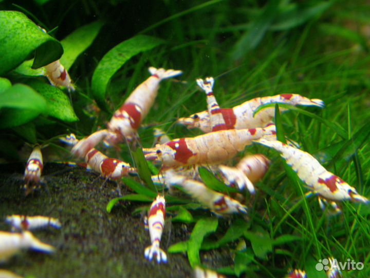 Креветки Красный кристалл Crystal Red Shrimp