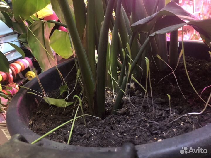 Стрелиция николая огромный