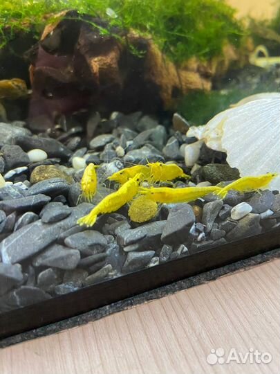 Креветки желтый неон