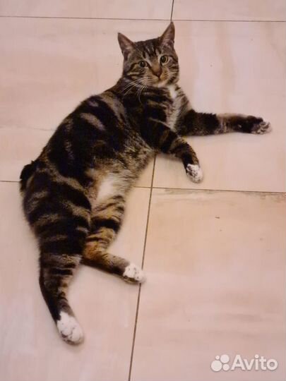 Курильский Бобтейл девочка 2 мес