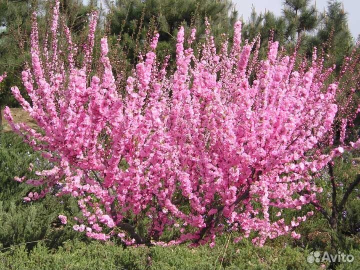 Миндаль трехлопастный -Луизеания(Семена)