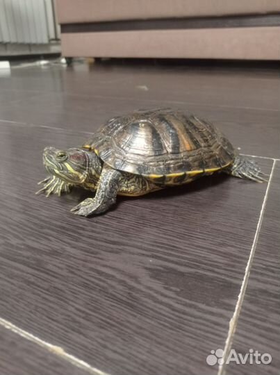 Красноухая черепаха