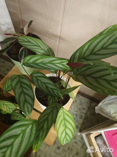 Калатеи, бегонии, маранты, пеперомия и комнатные