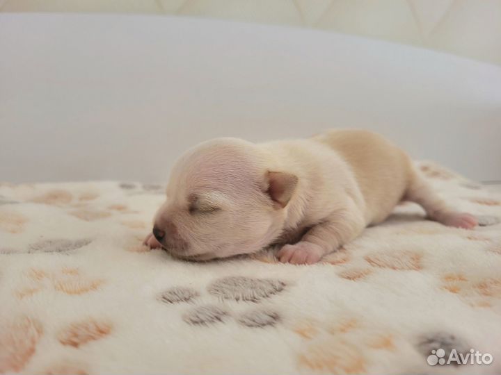 Чихуахуа мальчишки