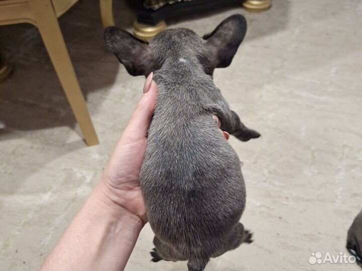 Французский бульдог