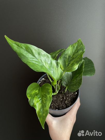 Эпипремнумы