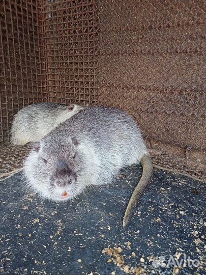 Мясо нутрии