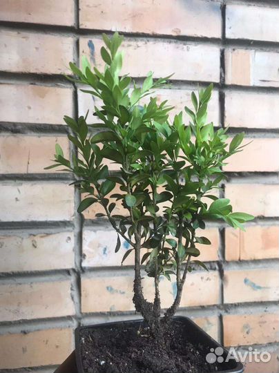 Саженцы самшита