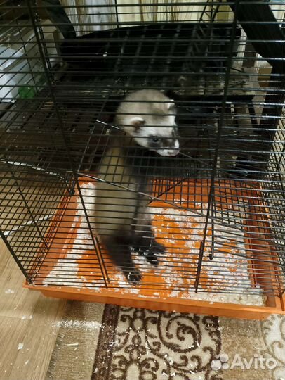 Хорек с клеткой