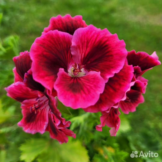 Пеларгония герань королевская
