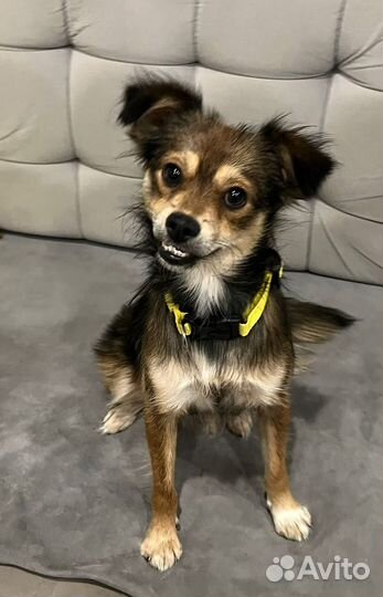 Маленькая собака