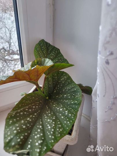 Сингониум,бегония