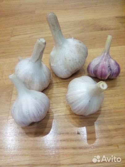 Чеснок зимний