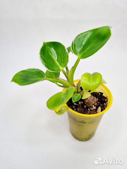 Филодендрон биркин