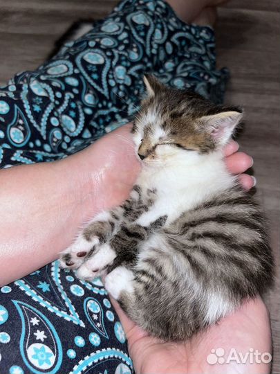 Найденные котята