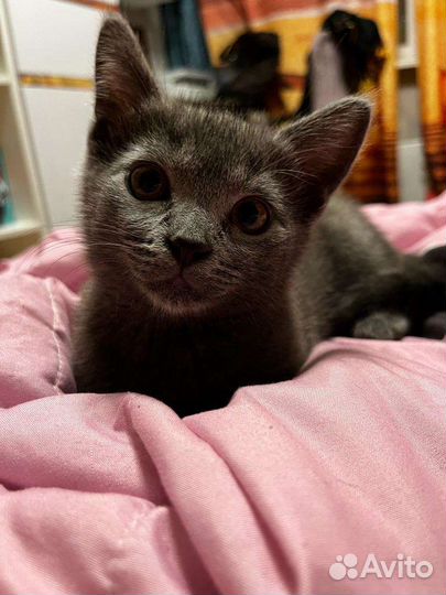 Котенок в дар