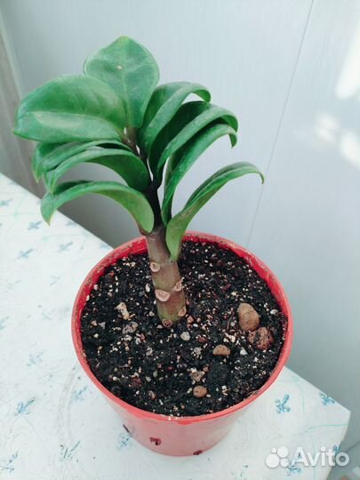 Замиокулькас фикус Бенджамина толстянка красула