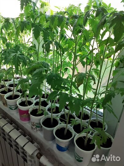 Рассада томатов