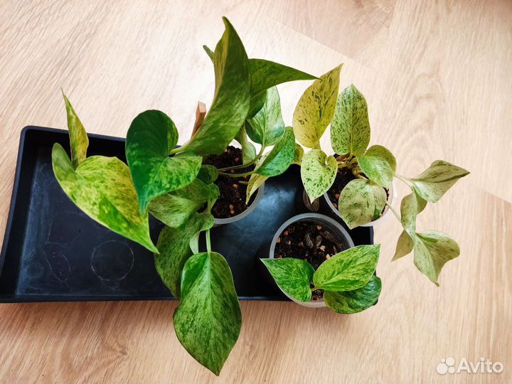 Эпипремнум марбл квин