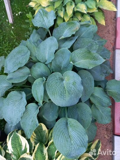 Хоста растение