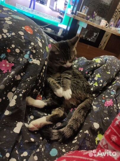 Кошки в добрые руки