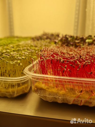 Микрозелень