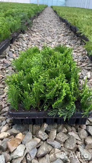 Туя в касетах