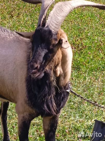 Козел альпийский