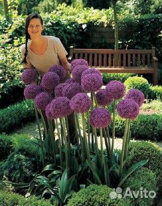 Лук Суворова