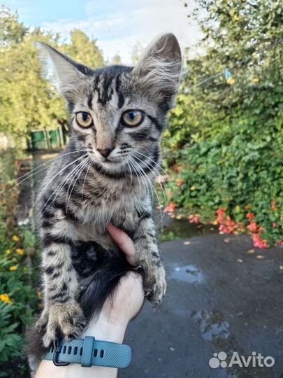 Котенок
