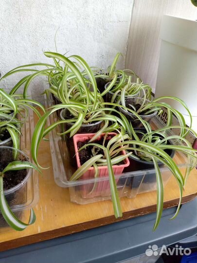 Хлорофитум кудрявый