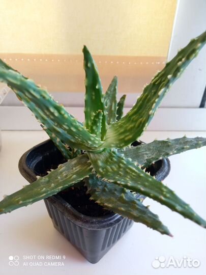 Алоэ хумилис